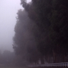 Misty Morning